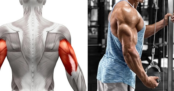Các bài tập bắp tay sau đơn giản